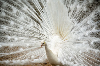 Close-up of a peacock