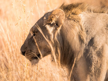 Close-up of lion