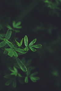 High angle view of plant leaves on field