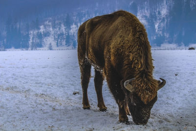 American bison standing on snow field during winter