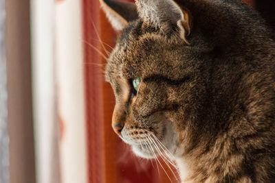 Close-up of a cat