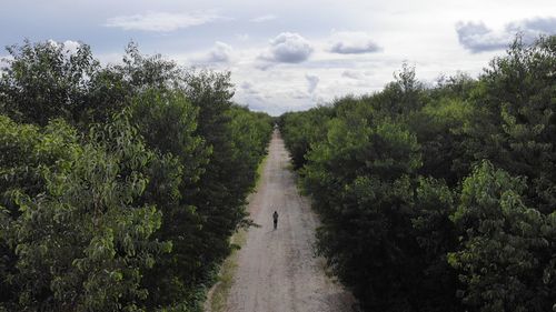 Road amidst plants and trees against sky