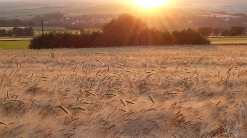 Scenic view of field against sky at sunset