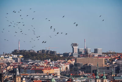 Flock of birds flying over buildings in prague 