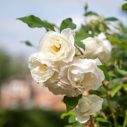 Close-up of white rose