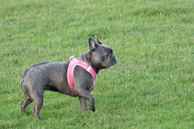 Full length of a dog on field