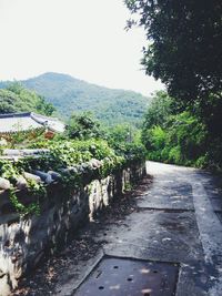 Road passing through forest