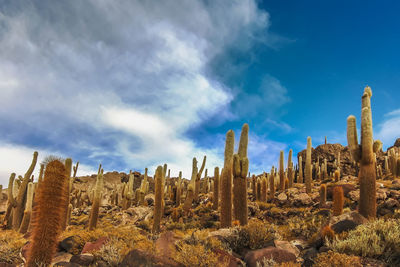 Low angle view of cactus plants against sky