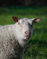 Close-up of goat