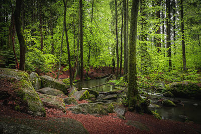 Trees and plants in forest