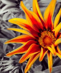 Close-up of yellow flower