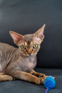 Close-up portrait of tabby cat on sofa