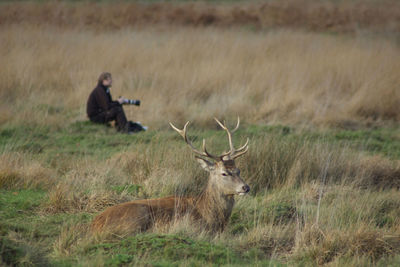 Deer against photographer sitting on grassy field