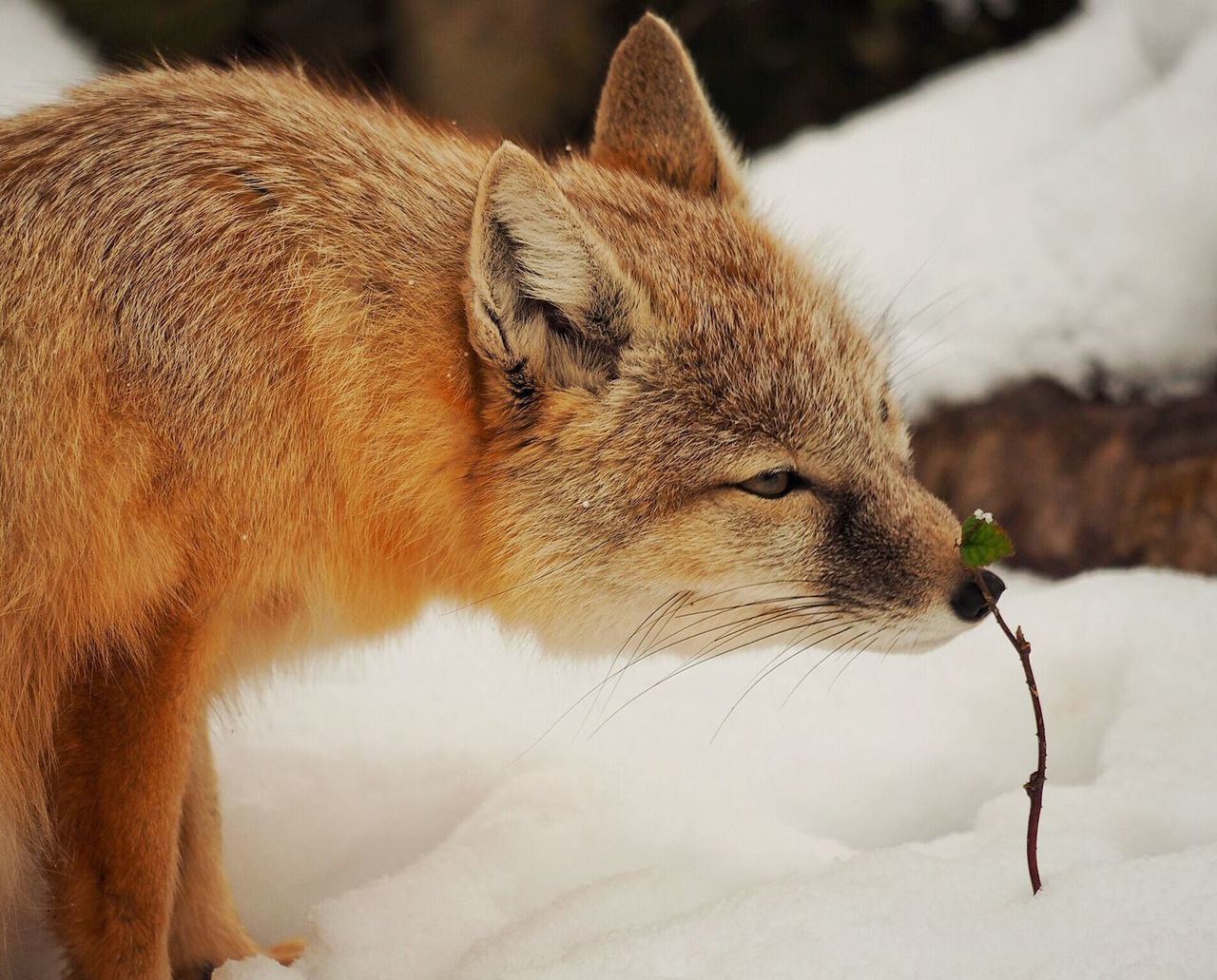 animal themes, one animal, mammal, domestic animals, focus on foreground, snow, winter, cold temperature, close-up, animal head, season, side view, brown, field, wildlife, looking away, nature, pets, outdoors, zoology