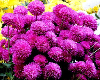 High angle view of pink flowering plants