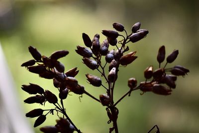 Close-up of flowering plant