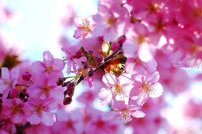 Close-up of pink flowers blooming on tree