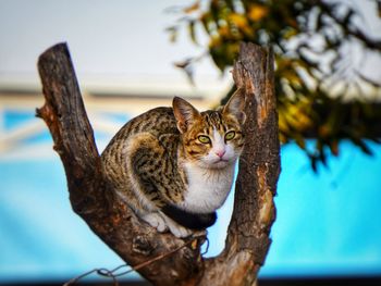 Close-up of cat