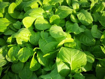 Full frame shot of green leaves