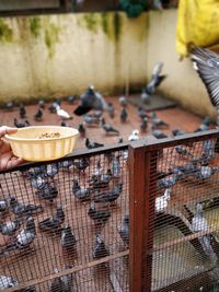 Cropped hand feeding pigeons 