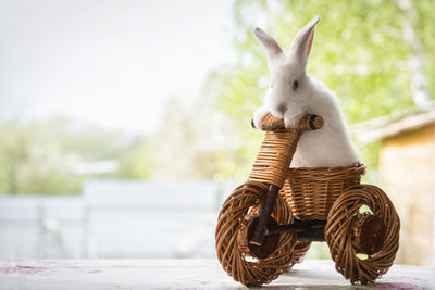 Cat in basket on table