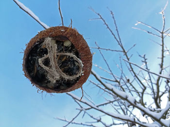 Low angle view of nest on tree against sky