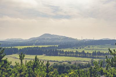 Scenic view of vineyard against sky