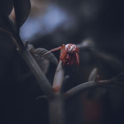 Close-up of insect on twig