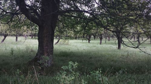 Trees on field against sky