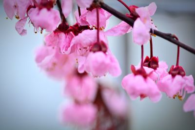 Close-up of pink cherry blossom