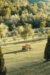 View of trees on field