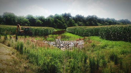 Scenic view of green field