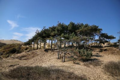 Trees on field against blue sky