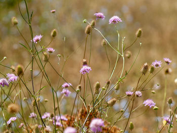 Close-up of pink flowering plant on field