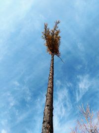 Low angle view of bare tree against sky