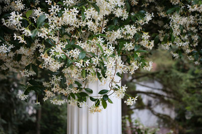 Close-up of white flowers