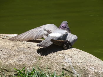 Bird perching on a lake