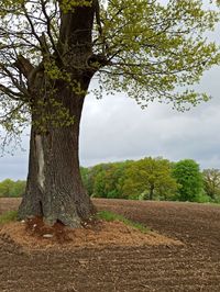 Trees on field against sky