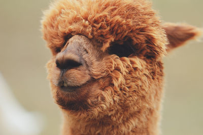 Close-up of a alpaca