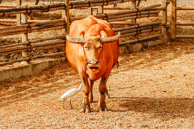 Domestic pet buffalo with white heron animal in agriculture farm