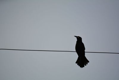 Low angle view of bird perching on cable against clear sky