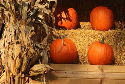 Close-up of orange pumpkins on hay during autumn