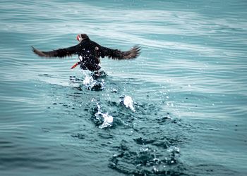 Man swimming in sea