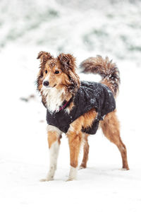 Dog looking away while standing on snow