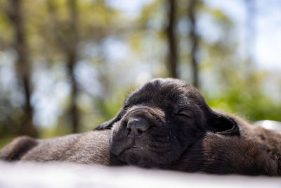 Close-up of a dog sleeping