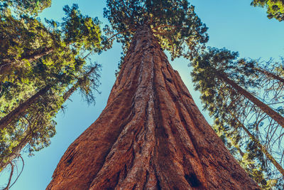 Low angle view of tree against sky