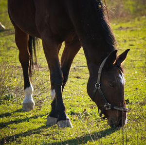 View of horse grazing on field