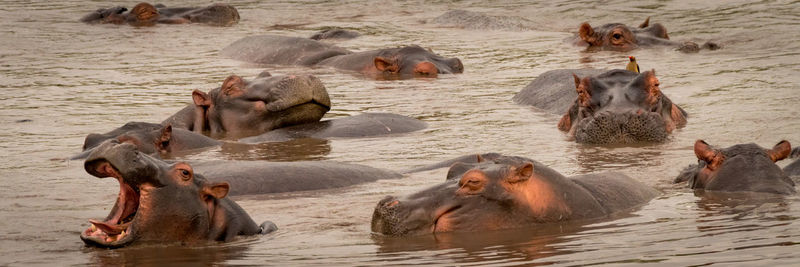Hippopotamus in river 