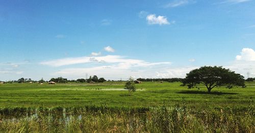 Scenic view of grassy field against cloudy sky