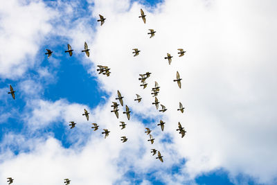 Low angle view of birds flying in sky